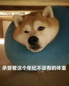 震惊一男子爱吃甜食体重四百斤获外号四百,孩子姥姥因为这事天天和他打