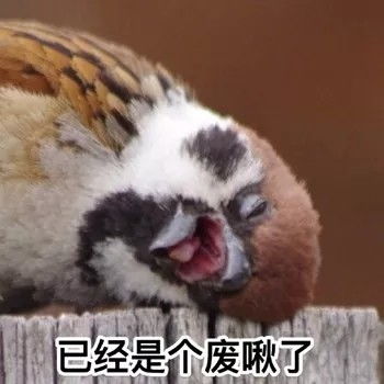 沙雕表情包我早晚拱了你这颗白菜