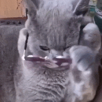 铲屎官把河豚放在橘猫头上,没想到表情瞬间神同步,橘猫好气