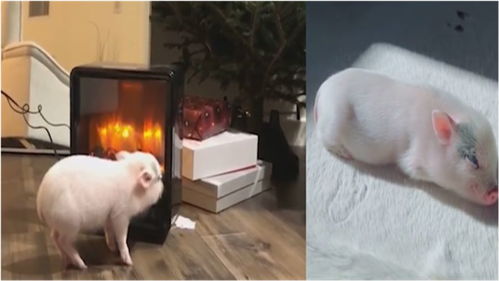 太萌了小猪取暖神操作,表情陶醉笑翻网友怎么突然觉得有点饿