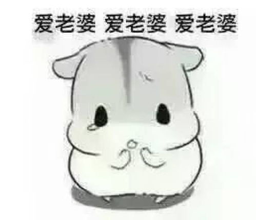 夜场营销求订台表情包小仓鼠