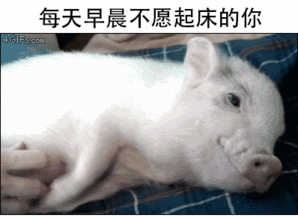 信不信这几只猪就可以代表你了