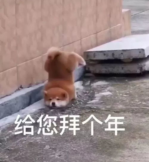 搞笑春节拜年表情包