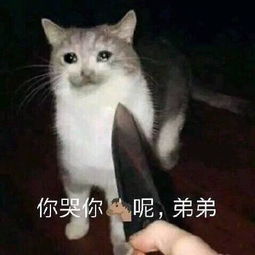 猫狗系列斗图表情包望咩望,死靓仔
