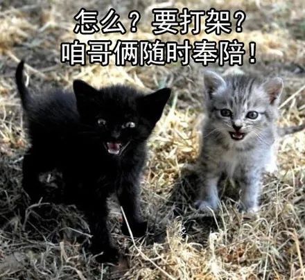 表情包女盆友还有五秒钟抵达战场