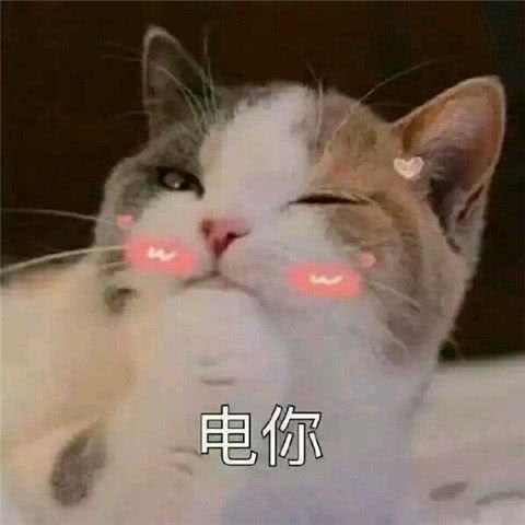 表情无水印搞笑萌宠表情包,猫系撒娇,我是不是你的小心肝表情