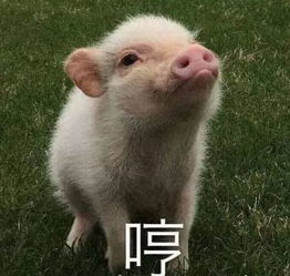 又一波小猪猪表情包