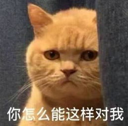 花园猫表情包虐猫