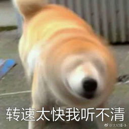 柴犬甩脸表情包