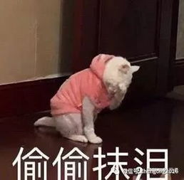 贝贝大叔是如何撩到7万粉丝的看完,你就是下一个最佳合伙人