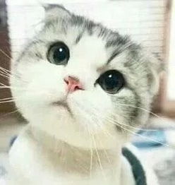 这只猫叫什么.有没有它的表情包.