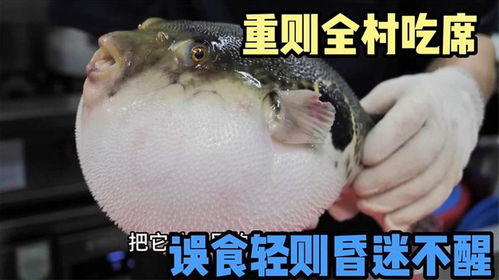 你从未见过的河豚,误食轻则昏迷不醒,重则全村吃席,需专人处理