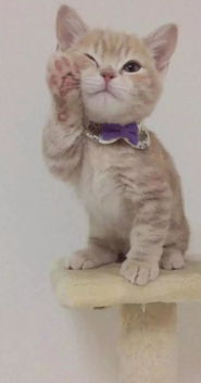 猫猫因抱水管就爆红网络,追述事情始末却是笑死个人了