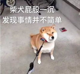 好像发现了什么表情包