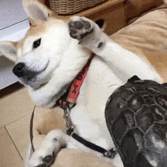 这绝对是史上最全的柴犬表情包了