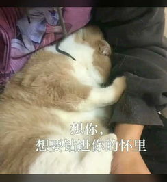 最近火了一组猫咪撒娇表情包凶什么凶,我跪下来不就好了