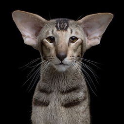 robbahou记录精彩而温暖的猫狗小表情