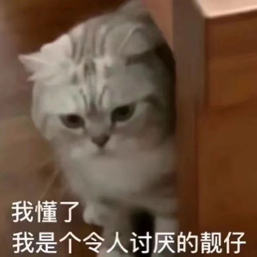 今日份可爱表情包