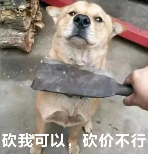 重庆渝尔代夫爆红网络,实地打探给你意料之外的精彩