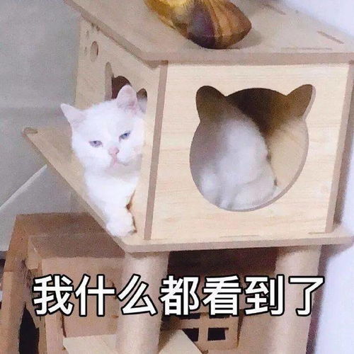 你不要拉起个大b脸
