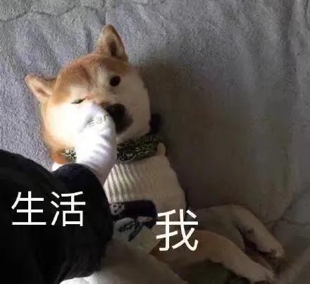 搞笑斗图表情,我和我该死的生活