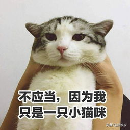 养了猫狗之后,你的生活有哪些变化最后一条让人泪目大金