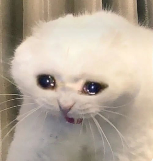 猫猫头表情包梦幻联动双倍可爱