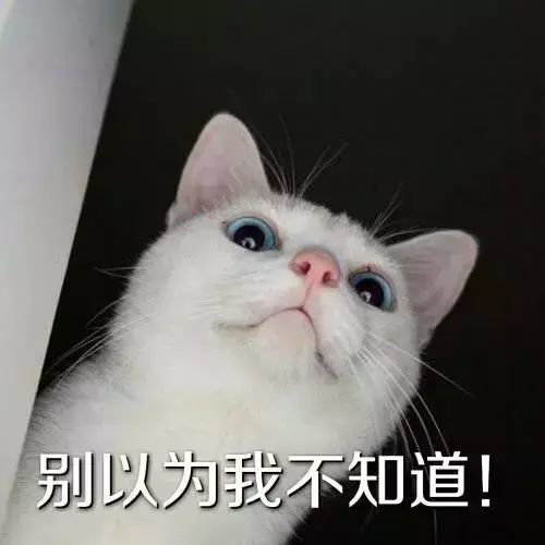 猫咪为什么喜欢盯着人上厕所,它不嫌臭么
