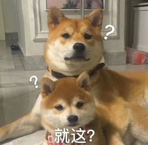 如何让闺蜜陪我单身一辈子表情包柴犬