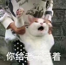 传说前百,驴鸽奶德在线挨打