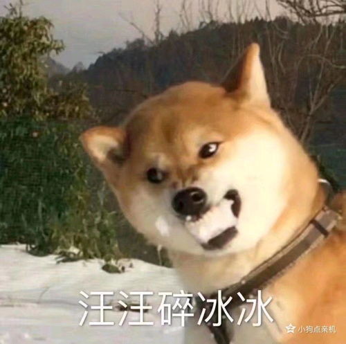 汪汪碎冰冰沙雕图