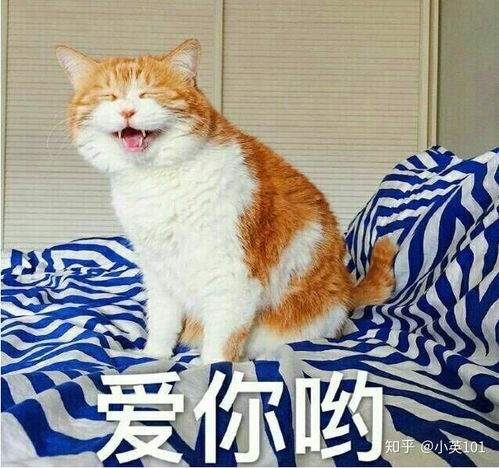 lucky表情包动图摇头橘猫