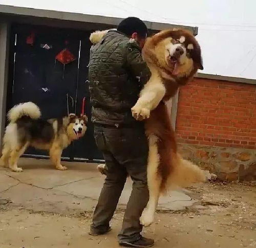 100多斤的阿拉斯加犬撒娇,非要主人抱抱,可给主人累坏了