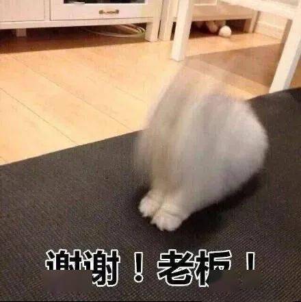 谢谢老板丨第311期喵表情包
