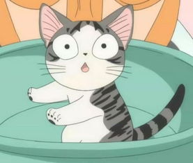 甜甜私房猫