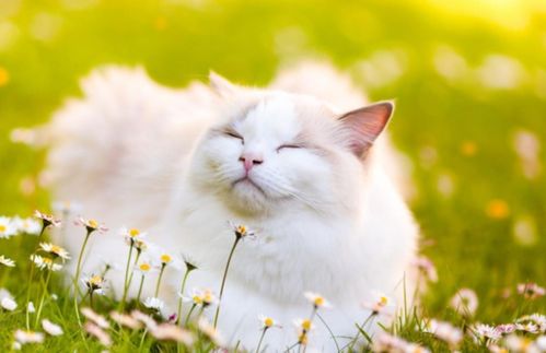 猫咪的记忆力有多久
