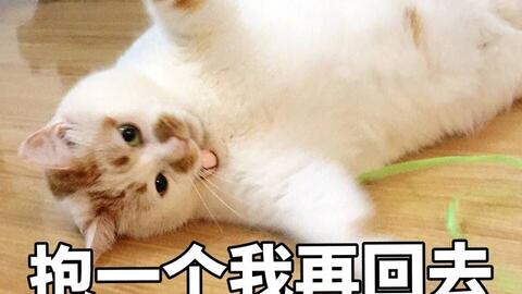 激光猫猫表情包张张