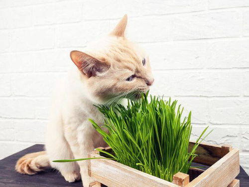 猫薄荷该怎么使用,猫薄荷的正确使用方法