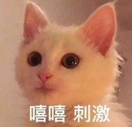 喵喵突然跳起月球漫步,化身迈克尔杰克逊,主人知道真相后哭笑不得