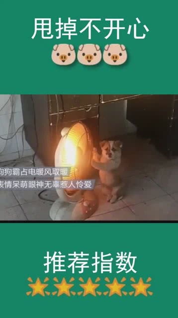 弱小可怜又无助狗狗表情呆萌眼神无辜惹人疼