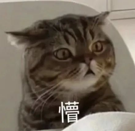 猫猫头表情包情头