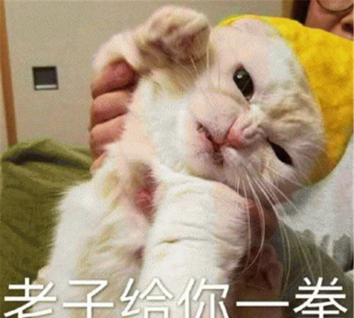猫咪被铲屎官撸秃了橘猫看着地上的胡须,反手就挠一爪子