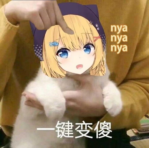 花园猫饲养周记第十一期2020525