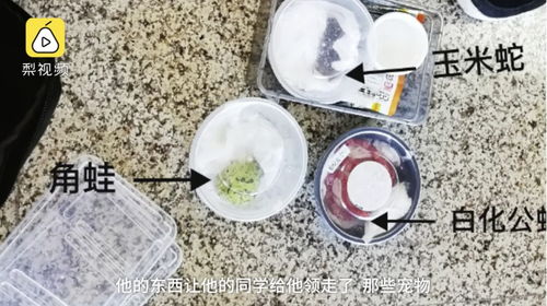 梨视频那只1秒被气成表情包的河豚告诉我们的事