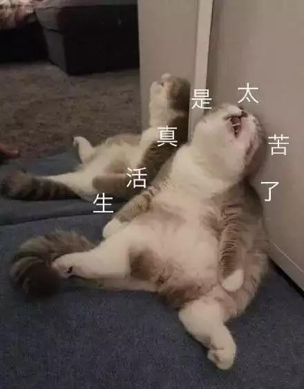 表情包你已经一天没有说爱我了