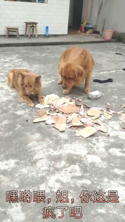 金毛的姐姐又搞破坏,主人回家要揍它,结果金毛的反应亮了