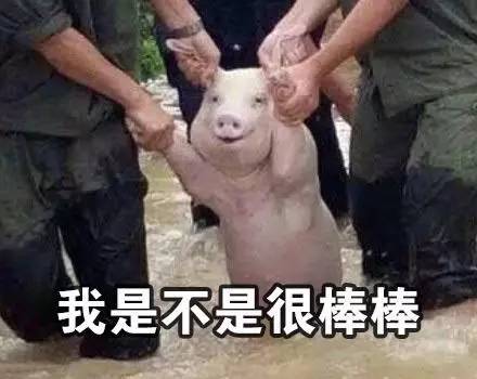 2017最新网红表情包出炉哈哈哈,够我笑一年...