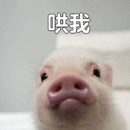 哼唧,那些红成表情包的掌上名猪