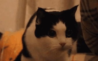 猫咪溜进教室,睡在了一个学生的椅子上之后