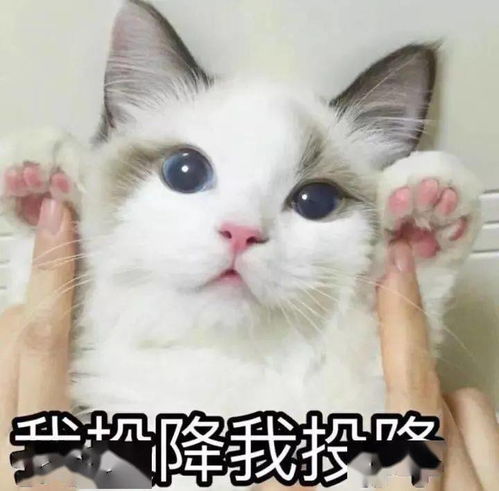 猫咪是怎样俘获当代年轻人的